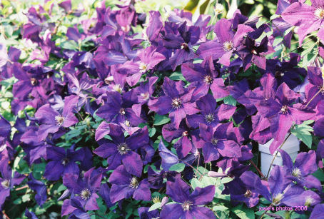 Memorial Garden 2006