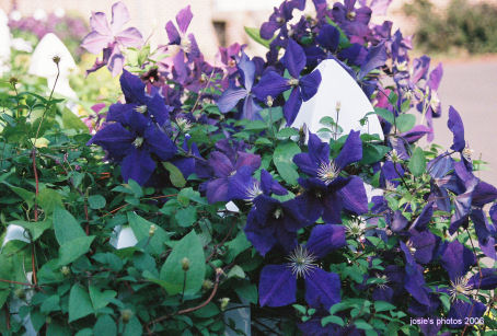 Memorial Garden Flowers 2006