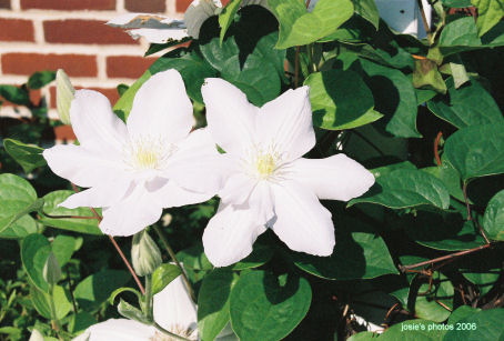 Memorial Garden 2006 White