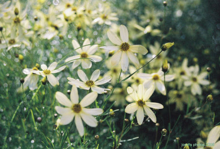 Memorial Garden 2006 a