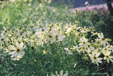 Memorial Garden 2006 Field of Flowers