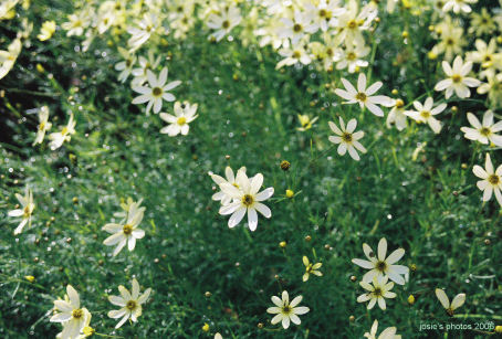 Memorial Garden 2006 b