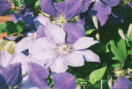 Memorial Garden 2006 Purple
