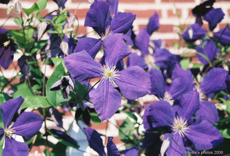 Memorial Garden 2006 Purple Close Up 