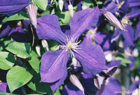 Memorial Garden 2006 Purple Single
