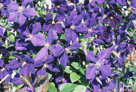 Memorial Garden 2006 Field of Purple